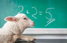 Πρόβατο μπροστά από σχολικό πίνακα