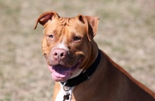 Πιτ Μπουλ - Σκύλος