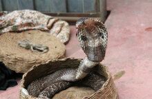 Κόμπρα (ΦΩΤΟ ΑΡΧΕΙΟΥ) - Βγήκε από τον «Άγιο Σάββα» ο 30χρονος που τον δάγκωσε το φίδι