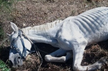 Ιόλη, το άλογο που έσωσε ο Ελληνικός Σύλλογος Προστασίας Ιπποειδών