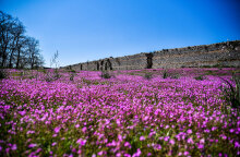 Καιρός - Ήπειρος: Τα τείχη στην αρχαία Νικόπολη σε ανοιξιάτικο σκηνικό