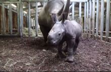 Ρινοκεράκι σε Ζωολογικό Κήπο της Ολλανδίας