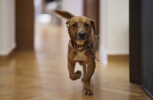 Ο σκύλος Πίνατ που υιοθέτησε ο πρωθυπουργός Κυριάκος Μητσοτάκης