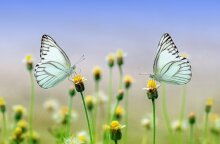 butterflies-1127666_1280.jpg