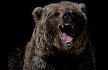 Αρκούδα 