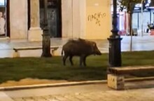Αγριογούρουνο στην πλατεία Αριστοτέλους 