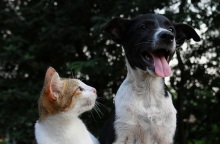 Σκύλος και γάτα