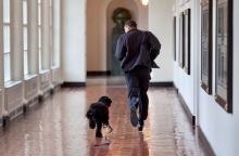 Ο σκύλος της οικογένειας Ομπάμα, Μπο  