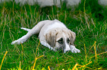 Αδέσποτος σκύλος 