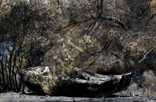 ΠΥΡΚΑΓΙΑ ΣΕ ΔΑΣΙΚΗ ΕΚΤΑΣΗ ΣΤΗΝ ΚΟΡΙΝΘΙΑ