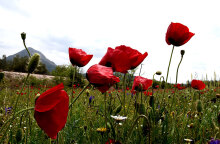Ανθισμένες παπαρούνες - Καλός ο καιρός σήμερα Σάββατο 29 Μαΐου 2021