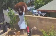 Καλιφόρνια: 17χρονη παλεύει με αρκούδα για να σώσει τα σκυλιά της