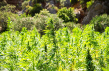 Δενδρύλλια κάνναβης (ΦΩΤΟ ΑΡΧΕΙΟΥ) - Φυτεία στην Κορινθία εντοπίστηκε από αστυνομικούς