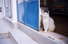 Μαγαζί σε ελληνικό νησί με μπλε πόρτα και μία γάτα στην είσοδο©Pixabay