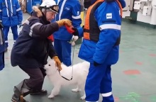 Διάσωση σκύλου