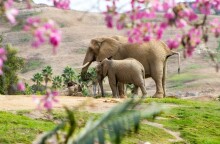 Ελεφαντίνα μαζί με το ελεφαντάκι της©Unsplash/Karam Alani