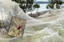 Πλημμύρες στην Αυστραλία: Αράχνες κάλυψαν με τεράστιους ιστούς τα παράλια στη Βικτόρια