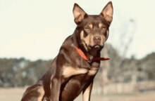 Hoover, ο πιο ακριβοπληρωμένος «εργαζόμενος» σκύλος