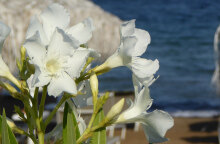 Λουλούδια σε παραλία - Ο καιρός σήμερα Σάββατο 19 Ιουνίου 2021 θα είναι γενικά αίθριος