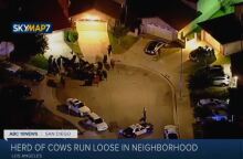Αγελάδες το έσκασαν από σφαγείο και έκαναν βόλτες στο Λος Άντζελες