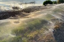 Λευκά πέπελα που έχουν υφάνει οι αράχνες στην Αυστραλία©YouTube