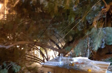 Λέσβος: Το κλαδί που έπεσε πάνω στην αντιδήμαρχο Καθαριότητας Δήμητρα Αλεξανδρή μέσα σε ταβέρνα στη Μυτιλήνη