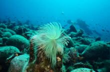 Αλόννησος: Το πρώτο υποβρύχιο μουσείο της Ελλάδας 