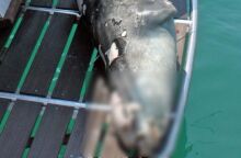 Ο «Κωστής», η αρσενική μεσογειακή φώκια που εντοπίστηκε νεκρή στην Αλόννησο