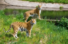 Οι αρχές της Ινδονησίας ανακοίνωσαν ότι δύο τίγρεις  προσβλήθηκαν από κορωνοϊό σε ζωολογικό κήπο της Τζακάρτας -άγνωστη η πηγή της ασθένειας