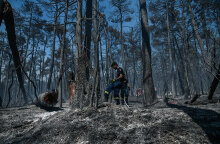 Φωτιά στην Αττική: Καμένη γη στα πρώην βασιλικά κτήματα στο Τατόϊ