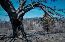 Στιγμιότυπο από τις καταστροφές που προκάλεσε η φωτιά στην Β. Α. Αττική © EUROKINISSI