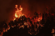 Φωτιά στην Εύβοια: Ολόκληρη πλαγιά παραδομένη στις φλόγες