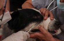 Γαλάτσι: Στιγμιότυπο από τον χώρο προστασίας ζώων από πυρόπληκτες περιοχές © EUROKINISSI/ΔΗΜΗΤΡΟΠΟΥΛΟΣ ΣΩΤΗΡΗΣ