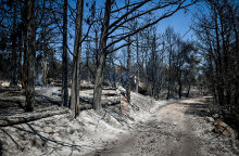Καμένη γη στο Κρυονέρι - Υποχρεωτικά αναδασωτέες όλες οι δασικές εκτάσεις που κάηκαν από τις πυρκαγιές