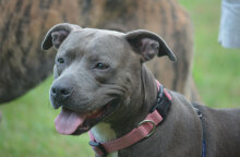 Πιτ μπουλ (ΦΩΤΟ ΑΡΧΕΙΟΥ) - Ελεύθερος ο αστυνομικός που σκότωσε τον σκύλο στο Γαλάτσι