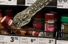 Φίδι σε σούπερ μάρκετ στο Σίδνεϊ