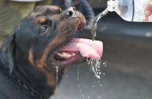 Ζώα διασώζονται από τα πύρινα μέτωπα στη Βόρεια Αττική