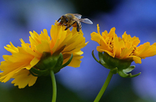 Οι πυρκαγιές και οι μέλισσες