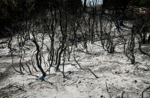 Στάχτη και αποκαΐδια στο Κρυονέρι μετά τη φωτιά - Στη Βουλή τα μέτρα για την προστασία και αποκατάσταση των καμένων εκτάσεων