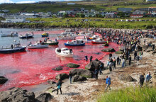Χιλιάδες δελφίνια σφαγιάστηκαν στα Νησιά Φερόε, με τη θάλασσα να γίνεται «κόκκινη» μετά το βάρβαρο έθιμο «grindadrap»