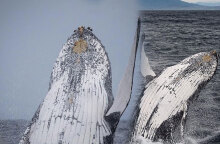 Φάλαινες στην Αυστραλία