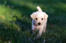 Κουτάβι (ΦΩΤΟ ΑΡΧΕΙΟΥ) - Ψηφίστηκε στη Βουλή το νομοσχέδιο για τα ζώα συντροφιάς