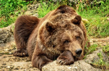 Καφέ αρκούδα (ΦΩΤΟ ΑΡΧΕΙΟΥ)