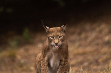 Λύγκας, ο «τίγρης» της Ευρώπης, επιστρέφει στην Ελλάδα με τη συνδρομή του Αρκτούρου