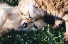 Ένας σκύλος αγκαλιά με μία γάτα.
