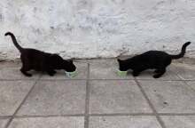 Ταΐζοντας καθημερινά αδέσποτες γάτες στην πόλη