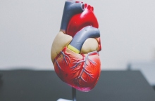 Η ανθρώπινη καρδιά