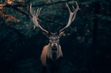 Ελάφι ψυχορραγούσε επί τρεις ημέρες στην μέση του δρόμου στην Πάρνηθα