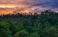 Monkey Forest Ινδονησία