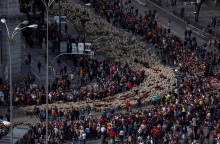 Πρόβατα κατέκλυσαν τους δρόμους της Μαδρίτης